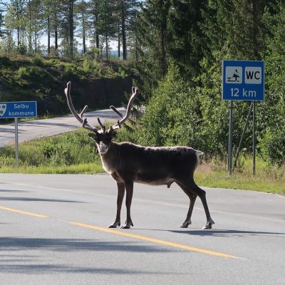 Eén van de rendieren die lekker in de weg liep.