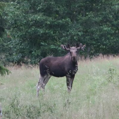 Een eland - wie bekijkt wie?